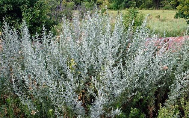 Wormwood decoction helps in the growth of the genital organ